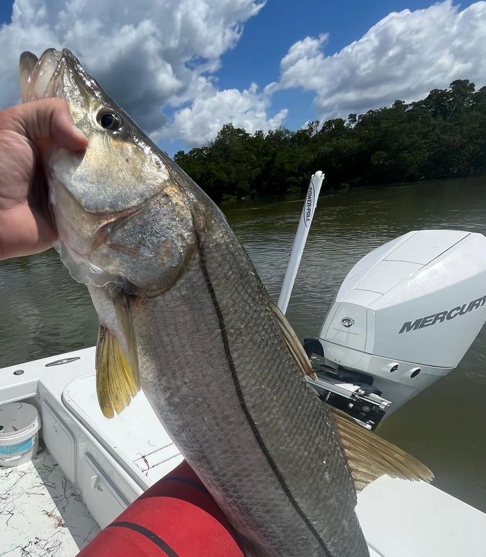 Snook in the 10,000 Islands